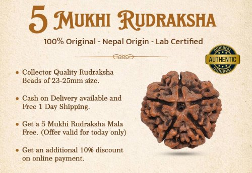 Original 5 Mukhi Rudraksha Bead